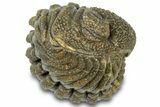 Wide, Bumpy Enrolled Morocops Trilobite - Morocco #310757-2